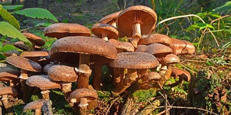 What Is A Toadstool Toadstools Vs Mushroom Grocycle