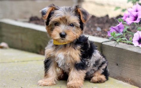 Sometimes referred to as a yorkie poo, this beloved designer breed is a cross of the yorkshire terrier these small bundles of joy do well with children and most other pets. Cookie | Yorkie Mix Puppy For Sale | Keystone Puppies