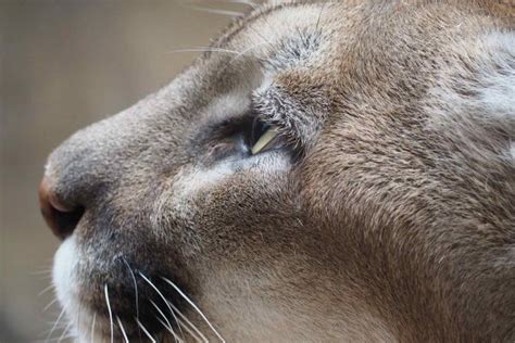 The Eastern Puma Was Officially Declared Extinct Early
