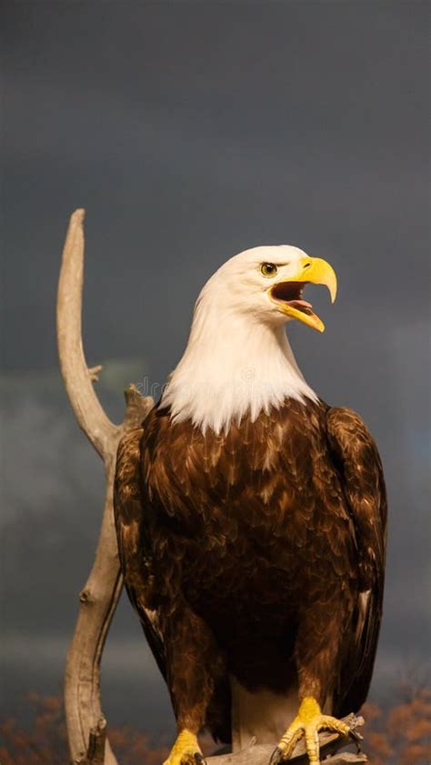 Screaming Eagle Stock Photo Image Of National Prey 40223698