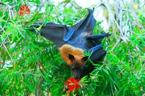 Amazing Facts About Fruit Bats