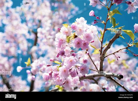 Árboles Sakura Fotografía De Stock Alamy