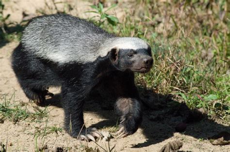 Do Honey Badgers Make Great Pets Legality Ethics And Faqs Pet Keen