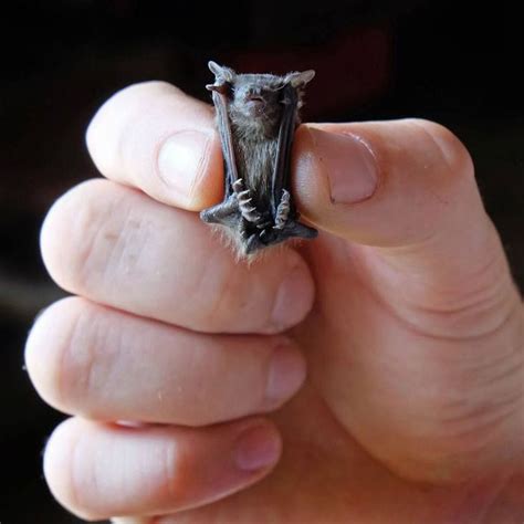 Bumblebee Bat Craseonycteris Thonglongyai The Worlds Smallest