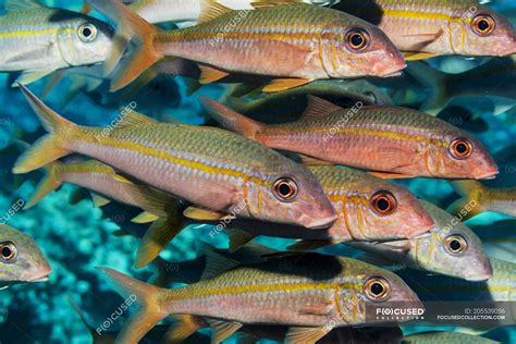 Yellowfin Goatfish Mulloidichthys Vanicolensis Schooling Off The Kona
