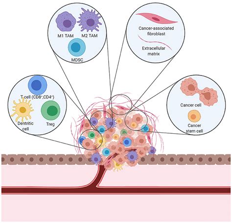 Frontiers Therapy Induced Modulation Of The Tumor Microenvironment New Opportunities For