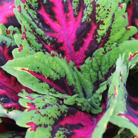 Coleus Kong Junior Rose Beds And Borders