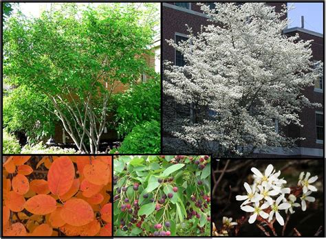 Allegheny Serviceberry Hinsdale Nurseries Welcome To Hinsdale Nurseries