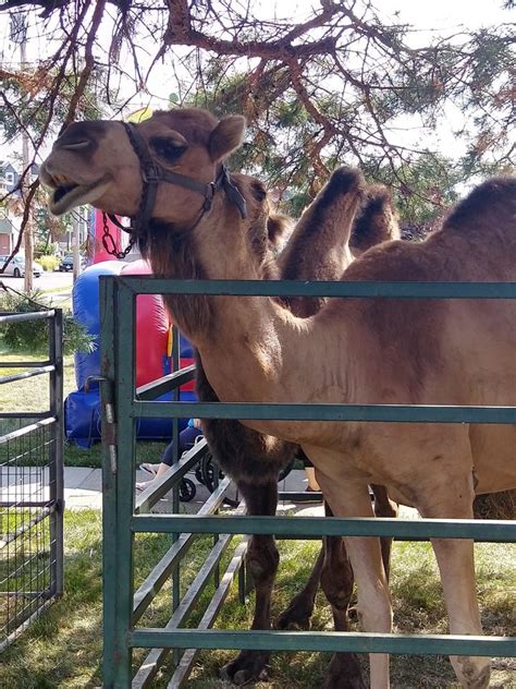 Our petting zoo has the best variety of animals. Petting Zoo - Bounce house Rentals | Party Rentals | Tent ...