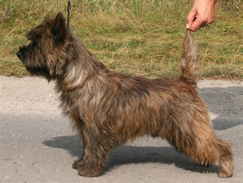 Learn more about the cairn terrier breed and find out if this dog is the right fit for your home at petfinder! Cairn Terrier Welpen - Unser K-Wurf