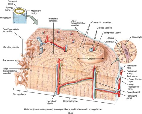 The compact bones form the hard exterior of the bones, whereas the spongy bones have several pores that are filled with nerves and blood vessels. Compact Bone Diagram Microscope - 6 3c Microscopic Anatomy ...