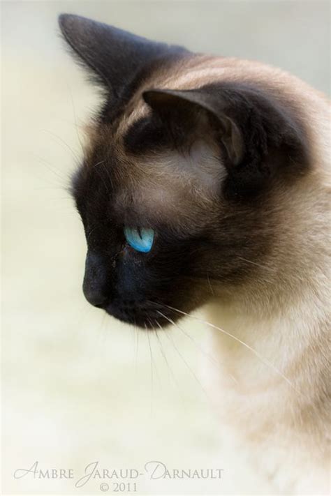 I Miss Having A Siamese Cat My 3 Were So Dear To Me Life