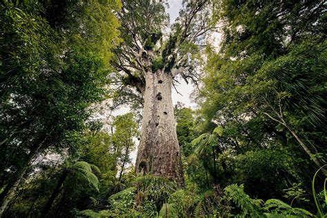 11 Incredible Trees Around The World