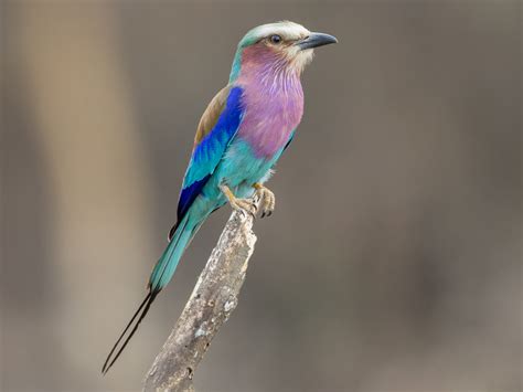 10 Birds To Spot On Birding Safari In East Africa East Africa