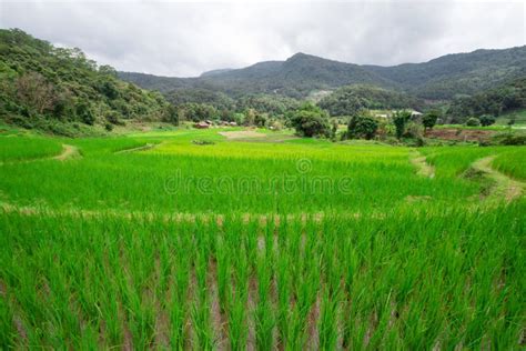 The Green Rice Tree Is Growing In Rice Fields Stock Image Image Of