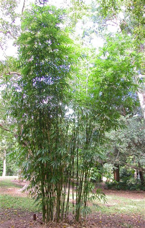 Wrays Bamboo Bamboo Australia Sunshine Coast
