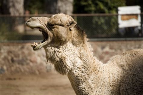 Imágenes Pata De Camello Patas De Camello — Foto De Stock © Belabap