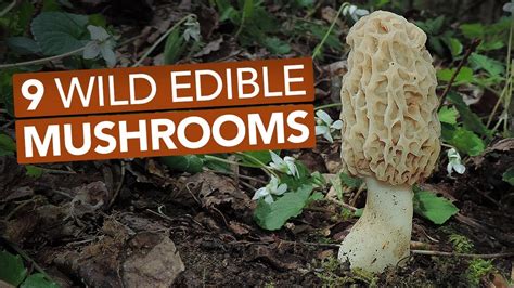Edible Mushrooms That Grow On Trees In Indiana Pillar Of Society