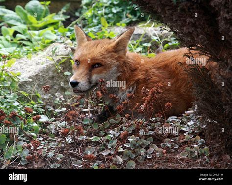 European Red Fox Vulpes Vulpes Crucigera Lazing In A Suburban Garden