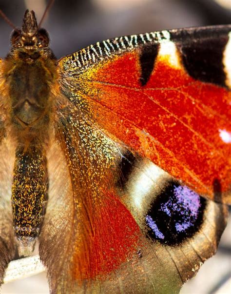 Red Butterfly Wing As Background Stock Image Image Of Fragile Wings