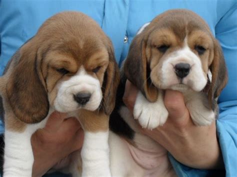 Zweikleine münsterländer welpen suchen ein neues zuhause. Dringend - echt süsse Beagle Welpe suchen neue Zuhause ...