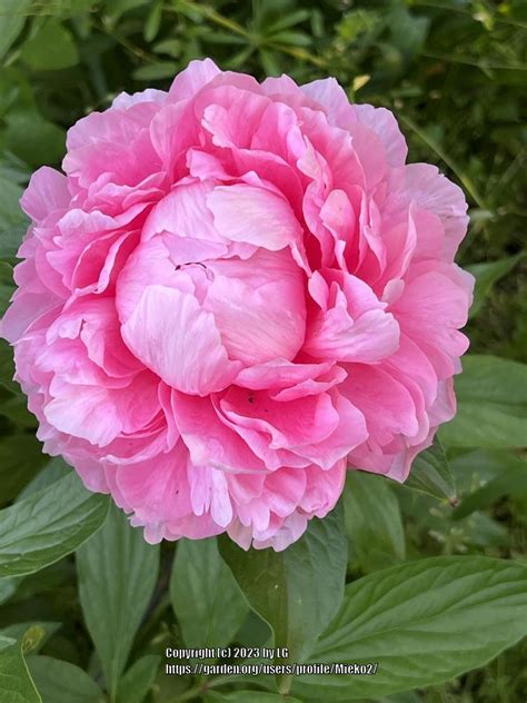Photo Of The Bloom Of Peony Paeonia Bess Bockstoce Posted By Mieko2