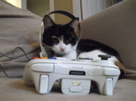 Animals With Game Controllers How I Failed Trying To Emulate The