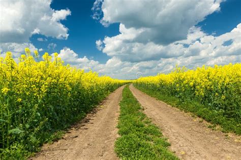 Country Way On Spring Field Of Yellow Flowers Rape Blue Sunny Sky