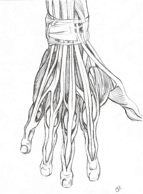 0054 Hand Anatomy Muscles By Rainobscured On Deviantart
