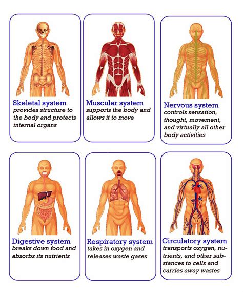 Chart Of Body Organs