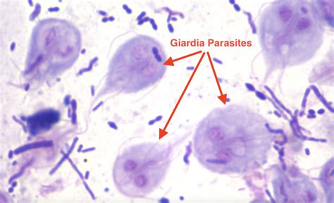Giardia Parasite In Dogs What You Need To Know Kingsdale Animal Hospital