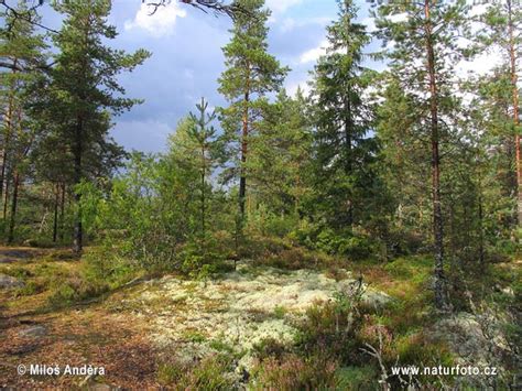 Buna,sunt finlanda!uite informatii despre mine: Finlanda Fotografii, Poze