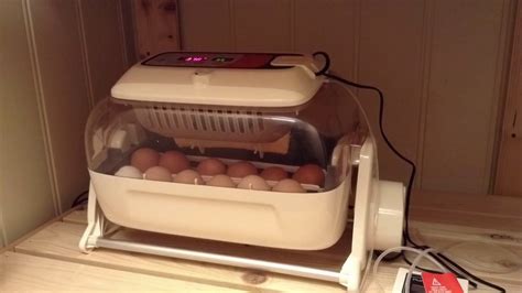 Egg Hatching Incubator Timelapse Youtube