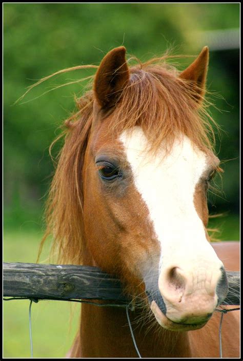Untitled Chestnut Horse Horses Welsh Pony