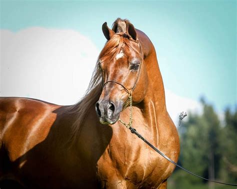 Maybe you would like to learn more about one of these? 764 best Chestnut Arabian Horses images on Pinterest ...