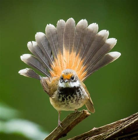 Top 10 Birds In The World Bird Photography Cute Birds Beautiful Birds