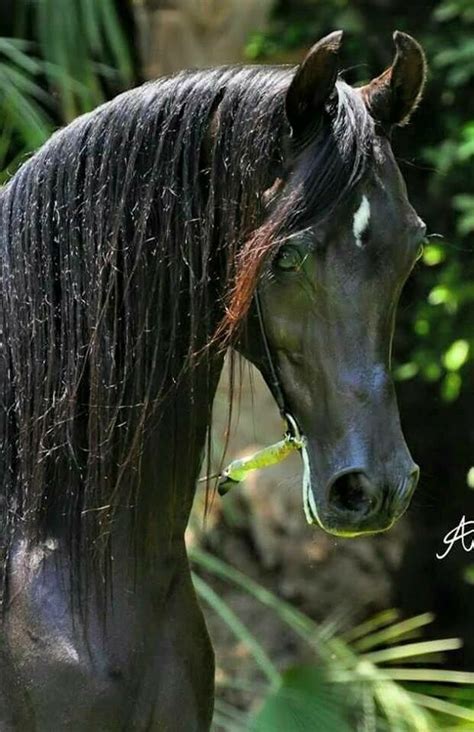 Star Black Arabian Horse Egyptian Arabian Horses Beautiful Arabian
