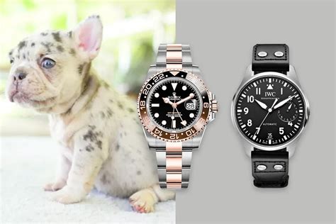 Watches Are A Far Better Investment Than Designer Dogs Right Now
