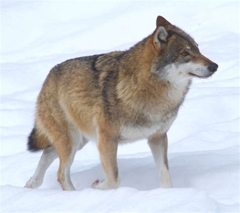 Abes Animals Eurasian Wolf