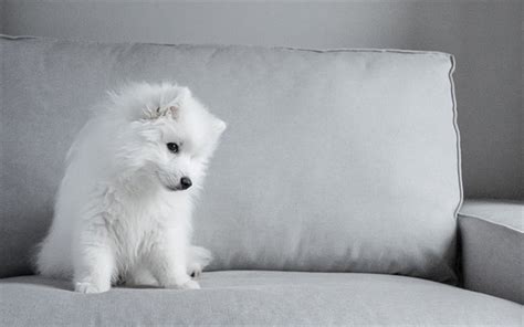 Download Wallpapers Samoyed White Little Puppy Cute Dogs Pets
