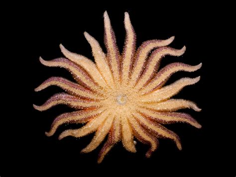 Pycnopodia Helianthoides Starfish The Sunflower Sea Star Flickr