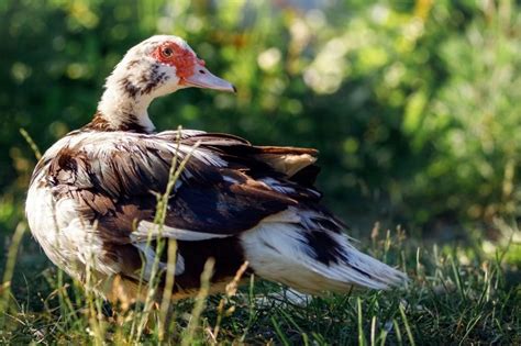 Muscovy Duck Appearance Egg Laying And Care
