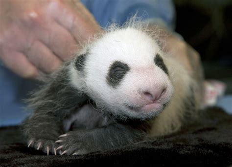 San Diego Zoo Panda Cub Has First Exam