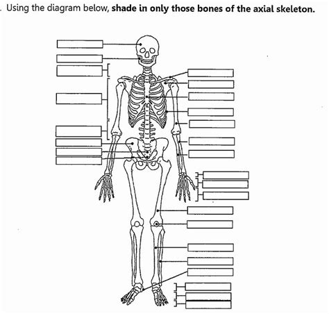 The Axial Skeleton Worksheet Answers