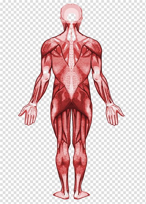 Clipart Human Anatomy 10 Free Cliparts Download Images On Clipground 2024