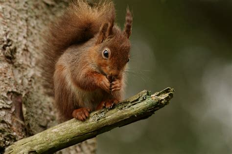 Brown Squirrel On Tree Trunk During Daytime Hd Wallpaper Wallpaper Flare
