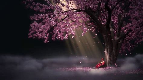 Night Aesthetic Cherry Blossom Anime Background Guarurec