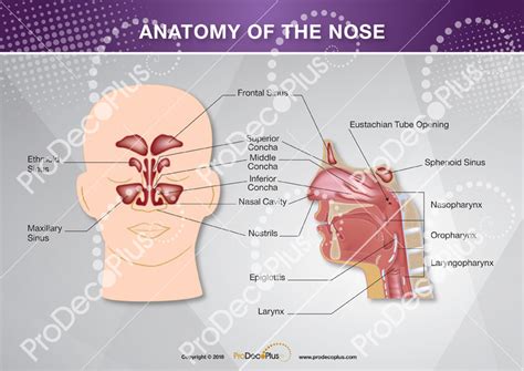 29 Ear Nose And Throat Diagram Wiring Database 2020