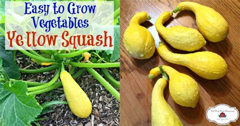 How To Grow Summer Squash For Your Best Harvest Ever Easy Vegetables