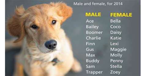 Male Dog Names By Breed Names Male Dog